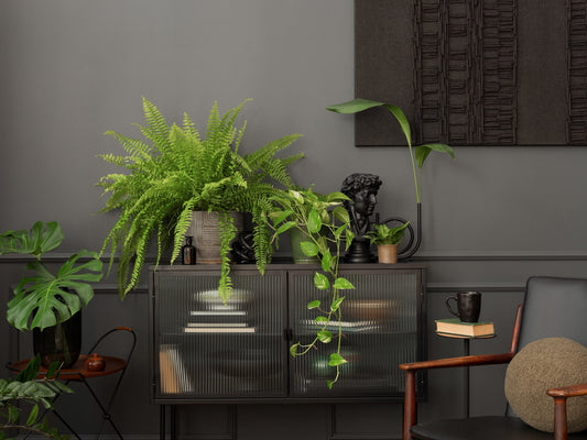 Tendencias en Plantas de Interior para el 2025: Lo Que No Puede Faltar en Tu Espacio