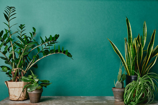 Plantas de Interior Resistentes a la Baja Luz: Belleza Verde en Cualquier Rincón