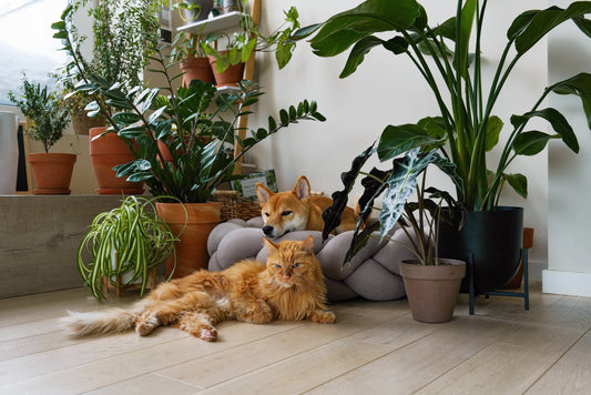 Plantas Seguras para Gatos y Perros: Un Hogar Verde y Libre de Peligros