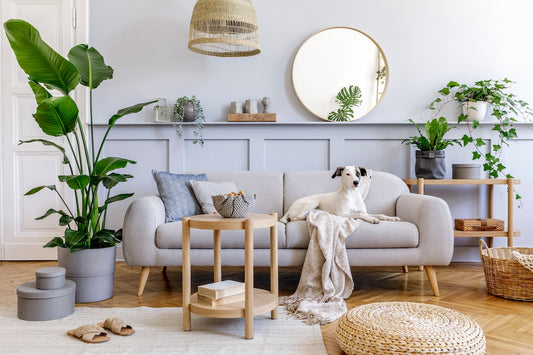 Las Plantas que debes comprar en Verano