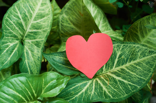 San Valentín y las Plantas: Un Regalo que Crece con el Amor