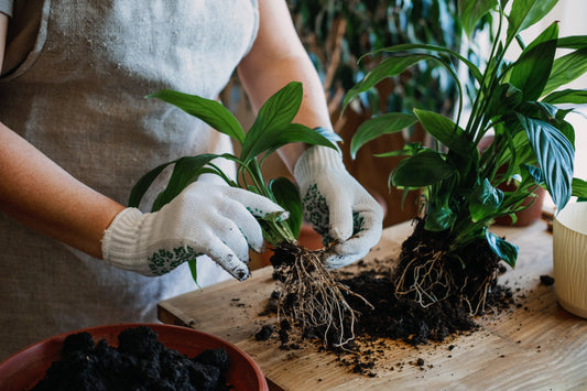 ¿Por qué es tan riesgoso transplantar una planta en el momento incorrecto?
