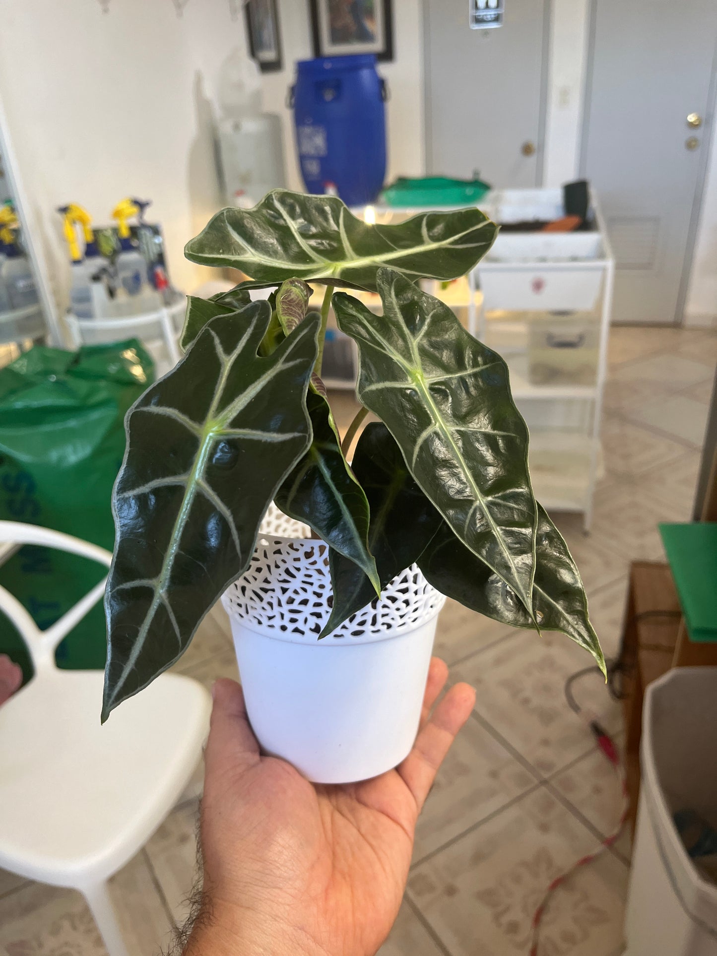 Alocasia Polly 3”