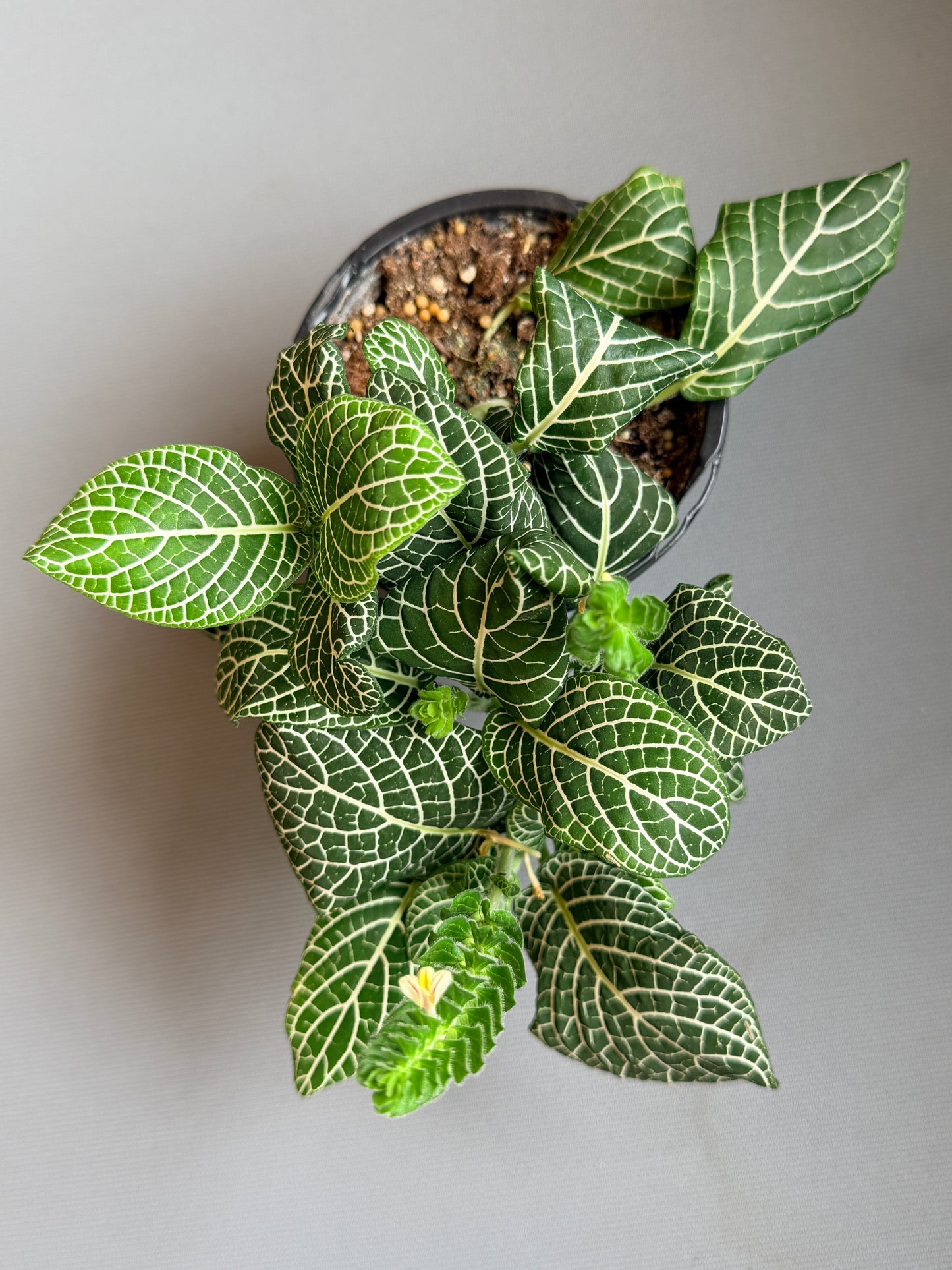 Fittonia Ángel White 4”