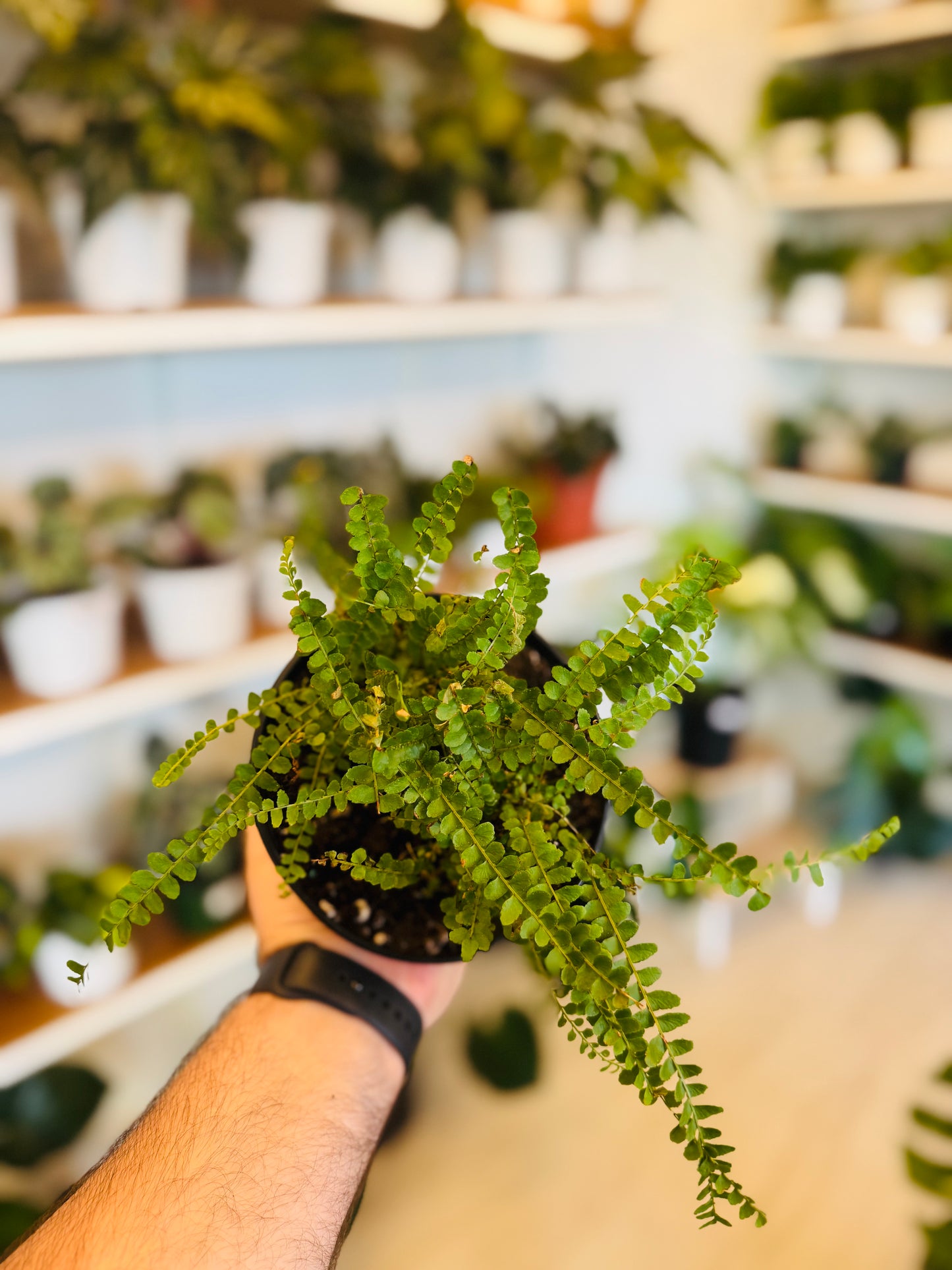 Duffi Cordifolia Fern
