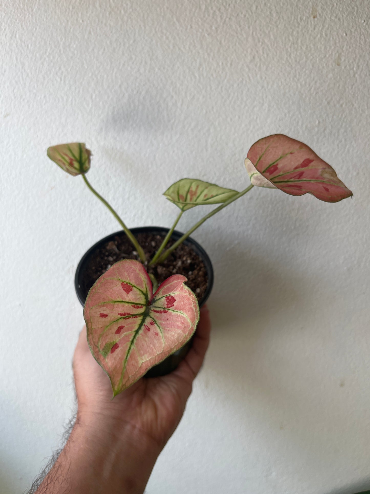Caladium Strawberry Star 4”