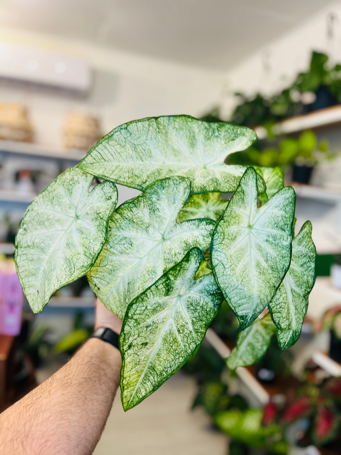 Caladium June Bride 6”