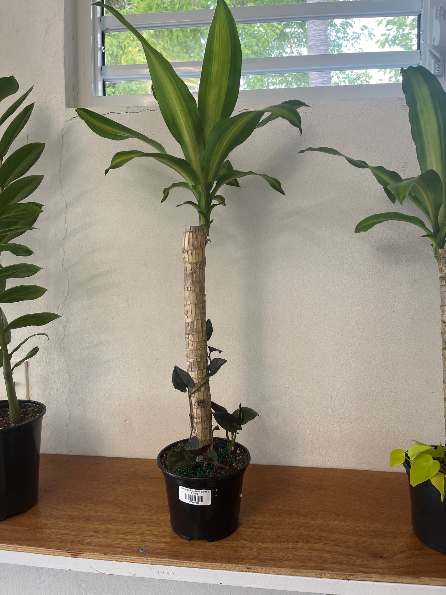 Tronco de Brasil con Philodendron Micans 6”