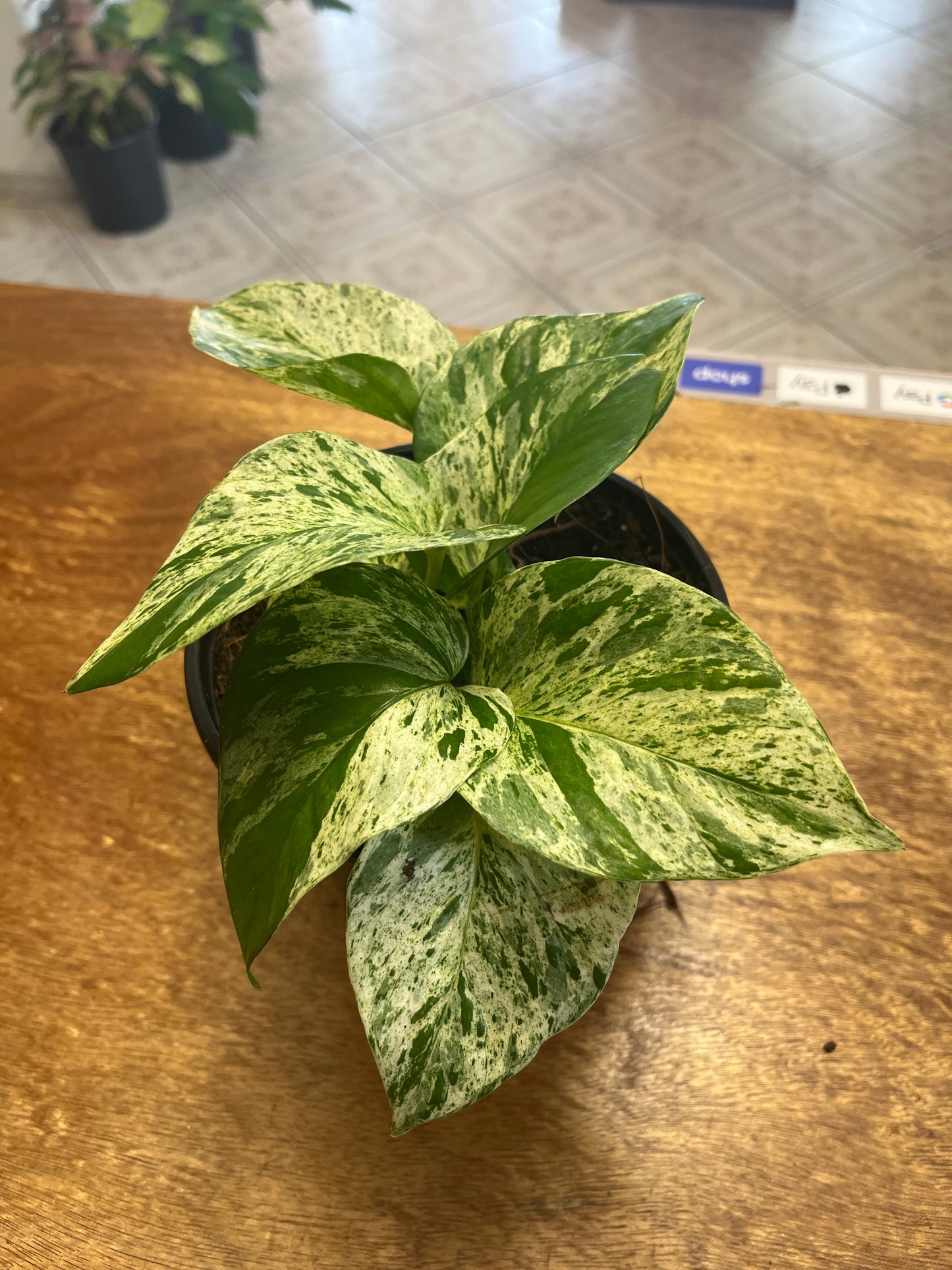 Potho Marble Queen 6”