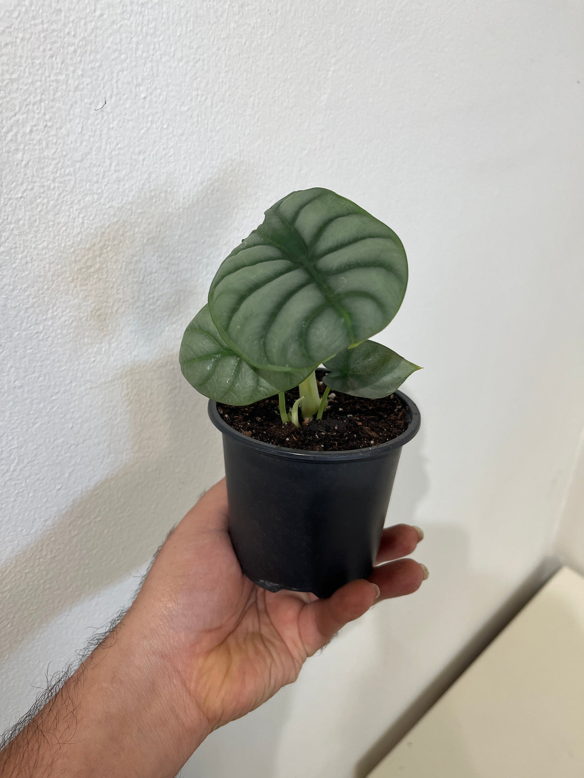 Alocasia Silver Dragón 4”