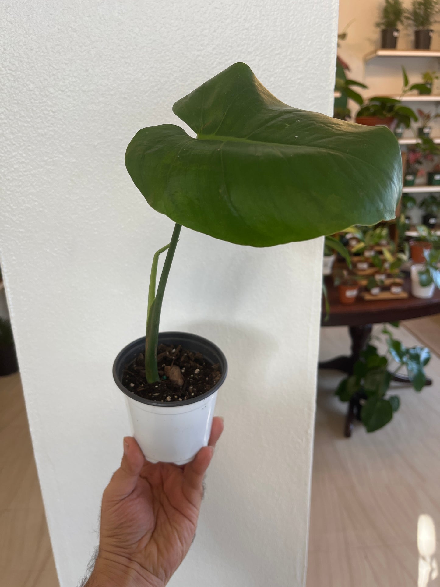 Monstera Deliciosa 4”