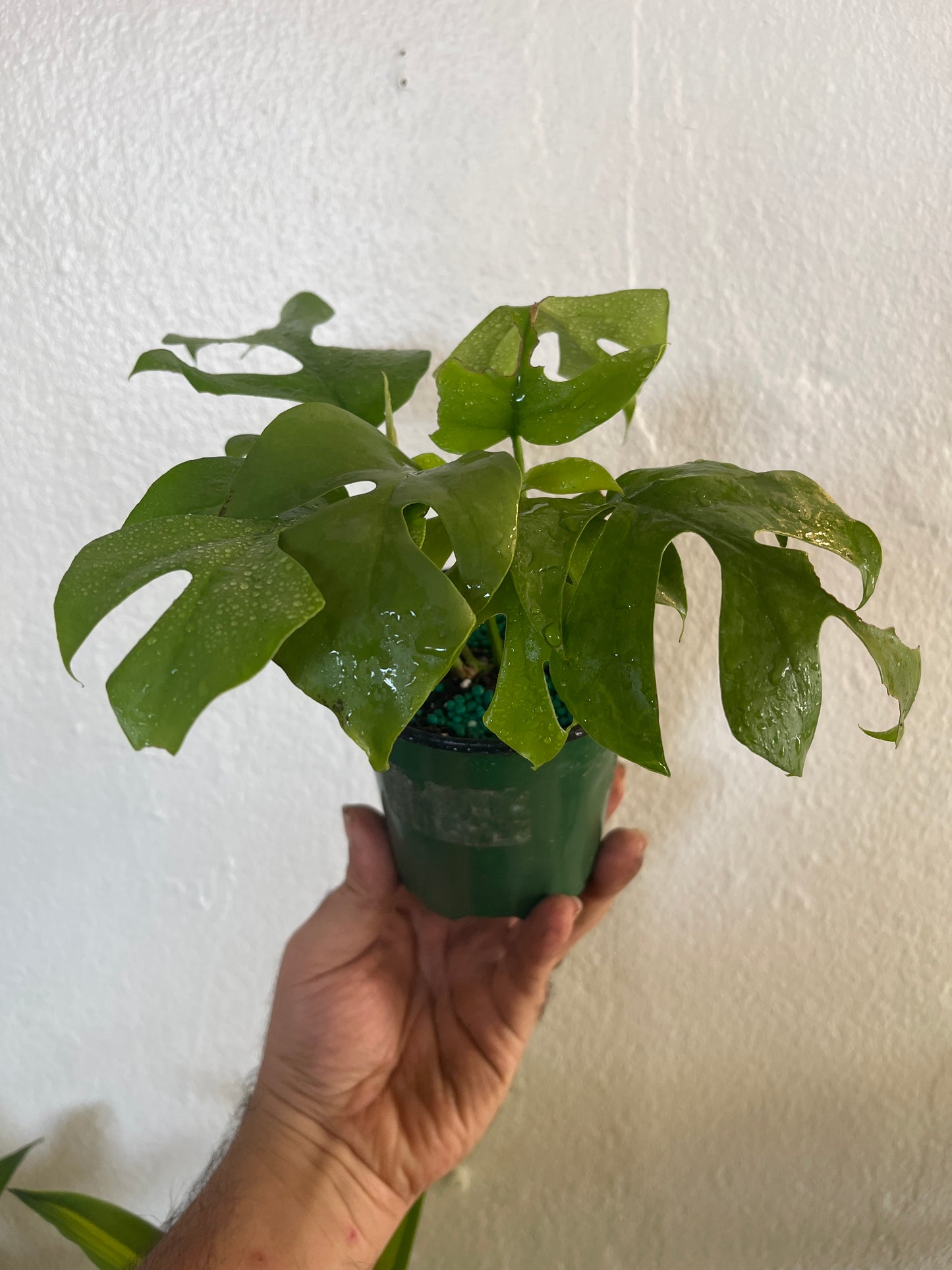 Monstera Rhaphidophora 5”