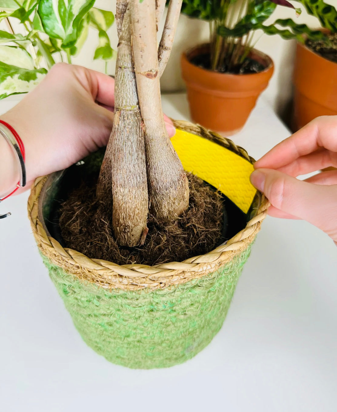 Fungus Gnat Compostable Traps