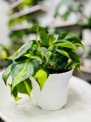Philodendron Brasil 4”