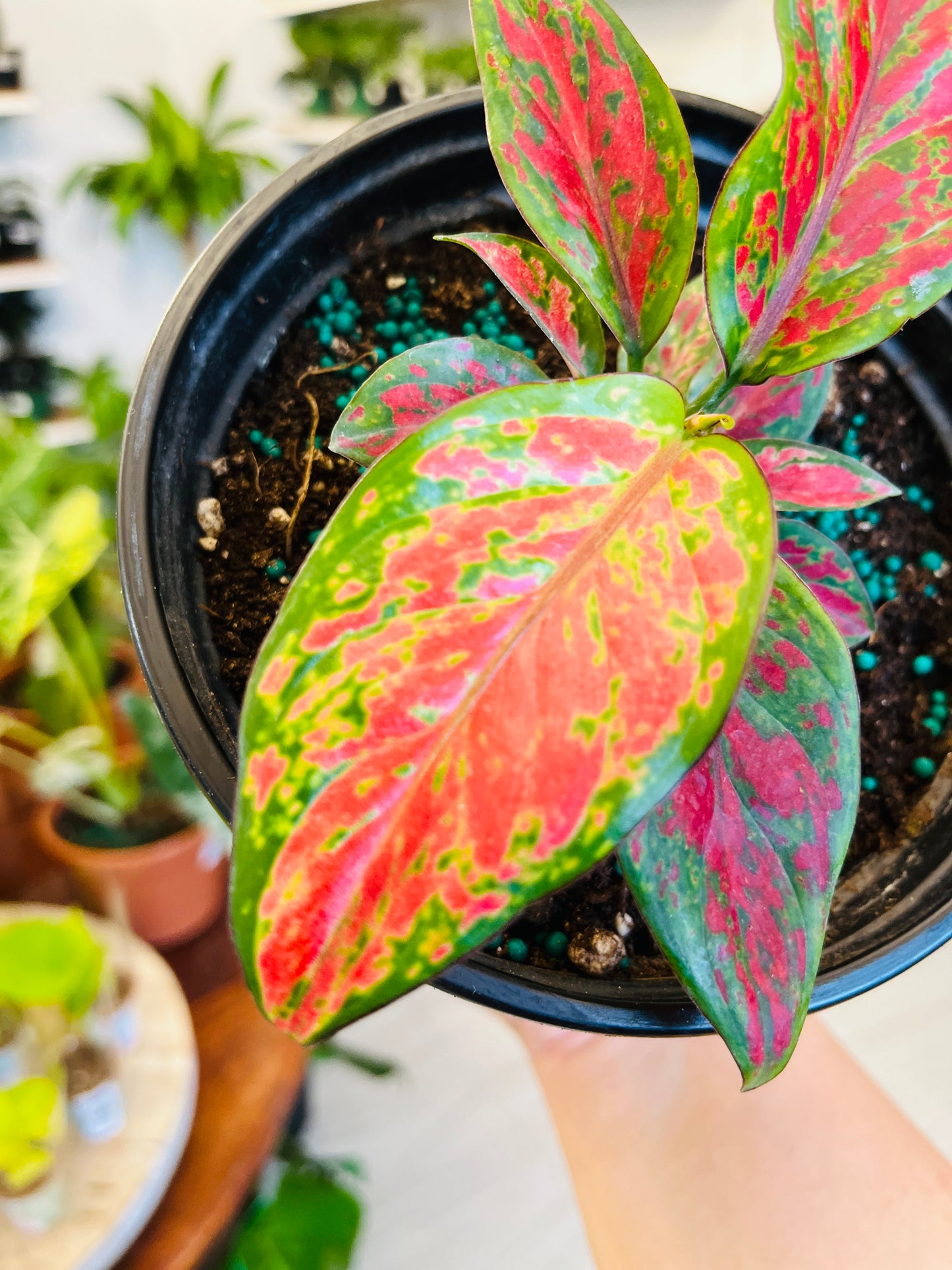 Aglaonema Red Valentine 5”