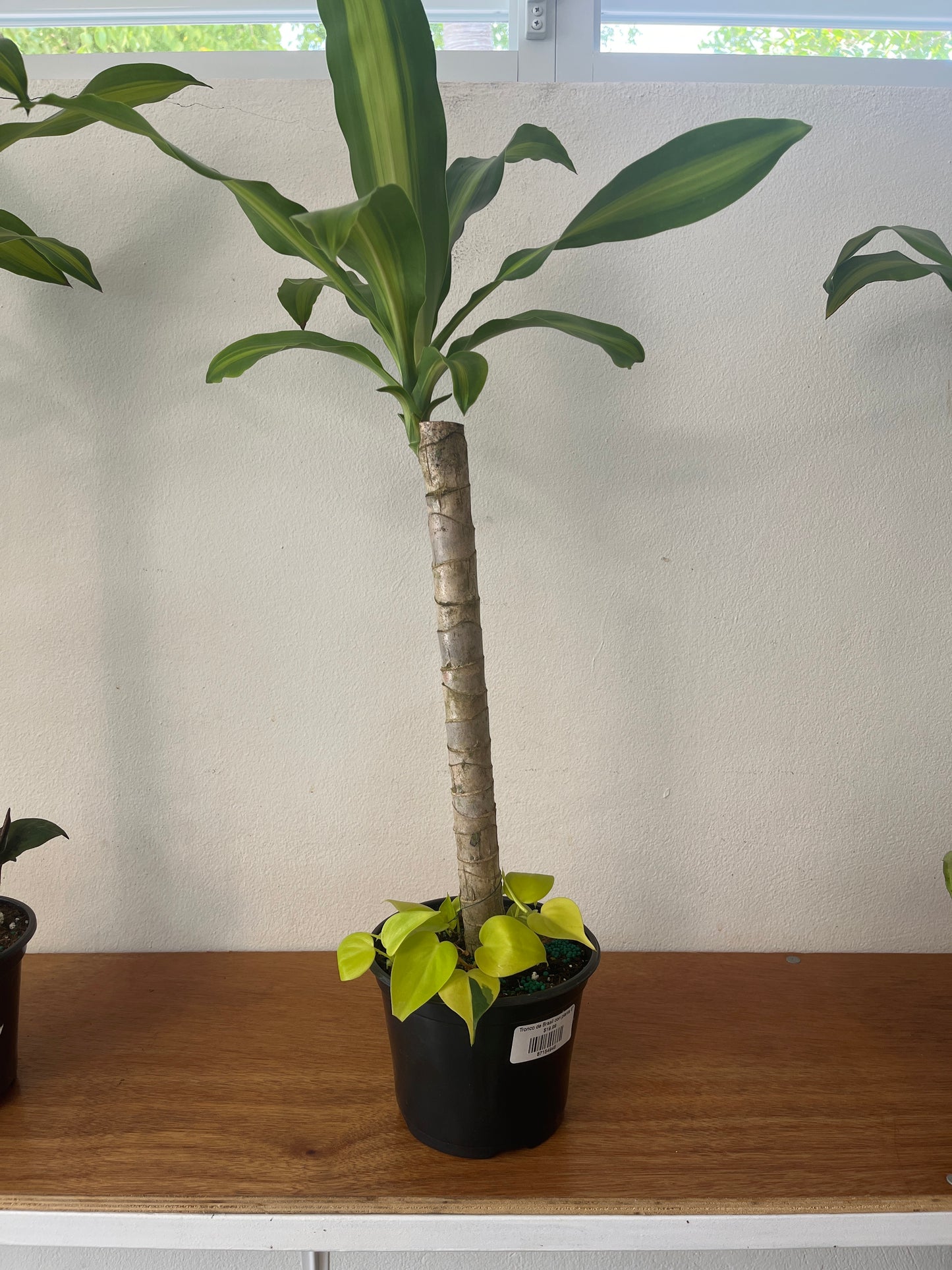 Tronco de Brasil con Philodendron Neón 6”