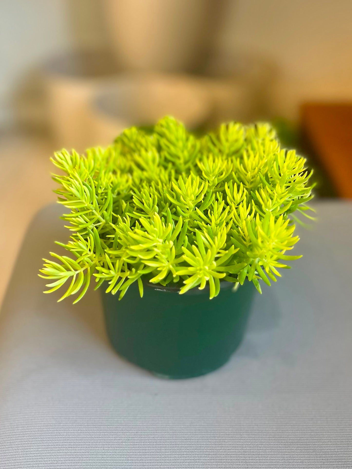 Sedum 5”