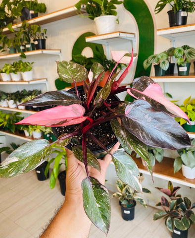 Philodendron Pink Princess