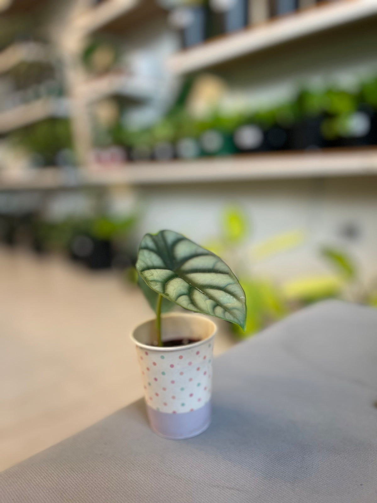 Alocasia Silver Dragon 2”