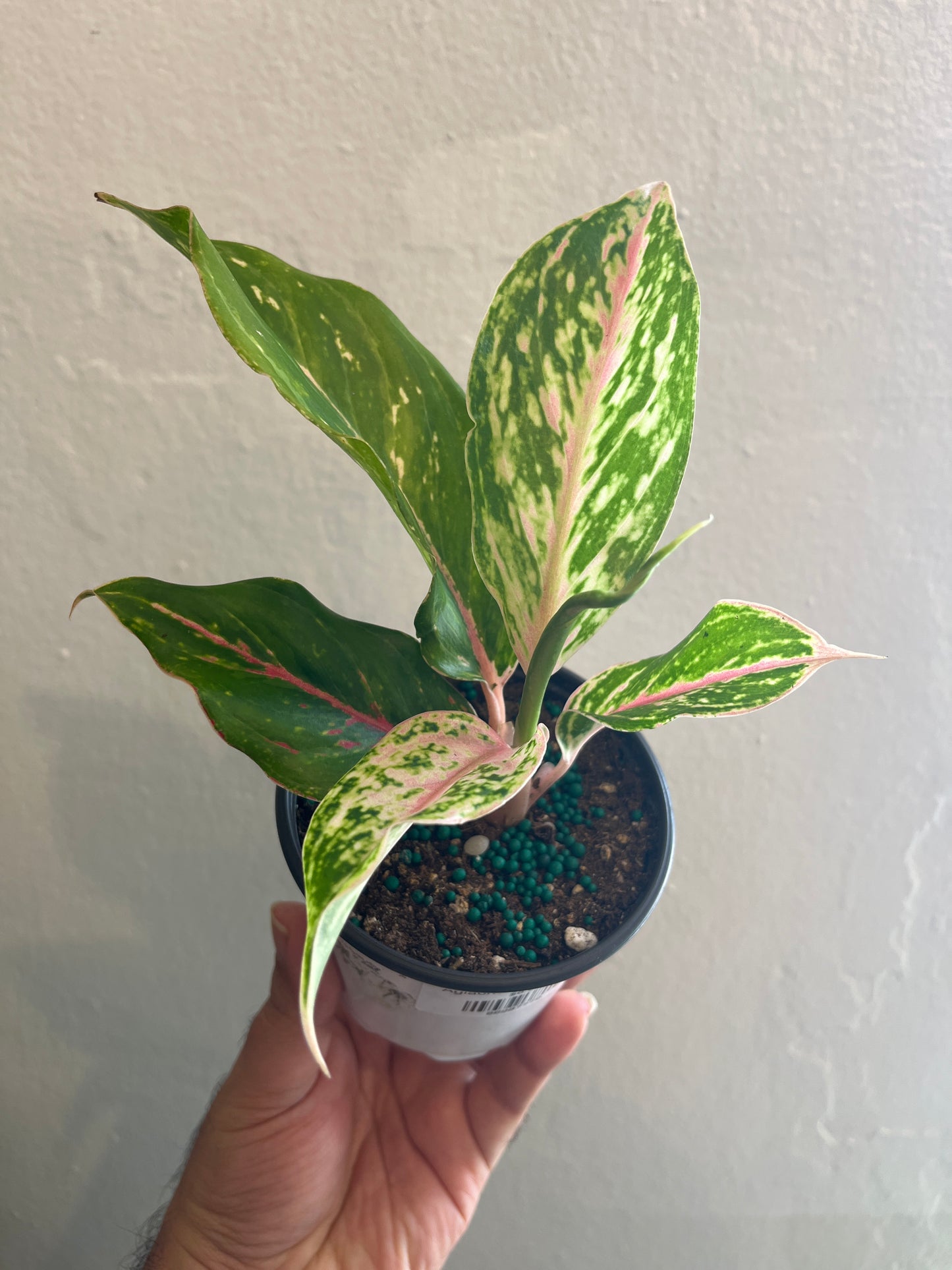 Aglaonema Pink Pie 4”