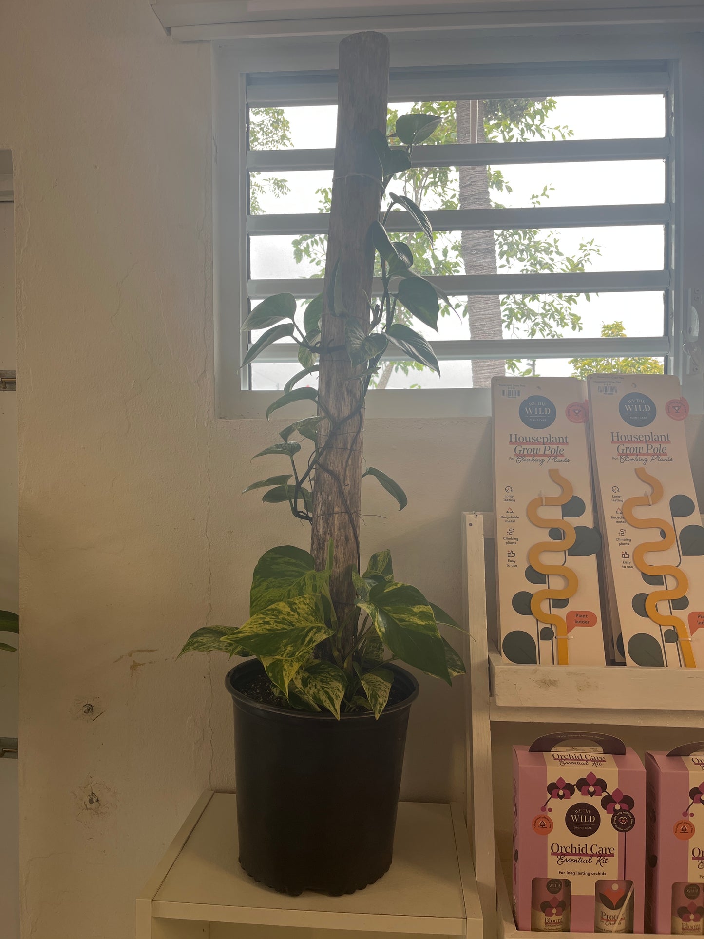 Tronco con Photo Marble Queen 2g