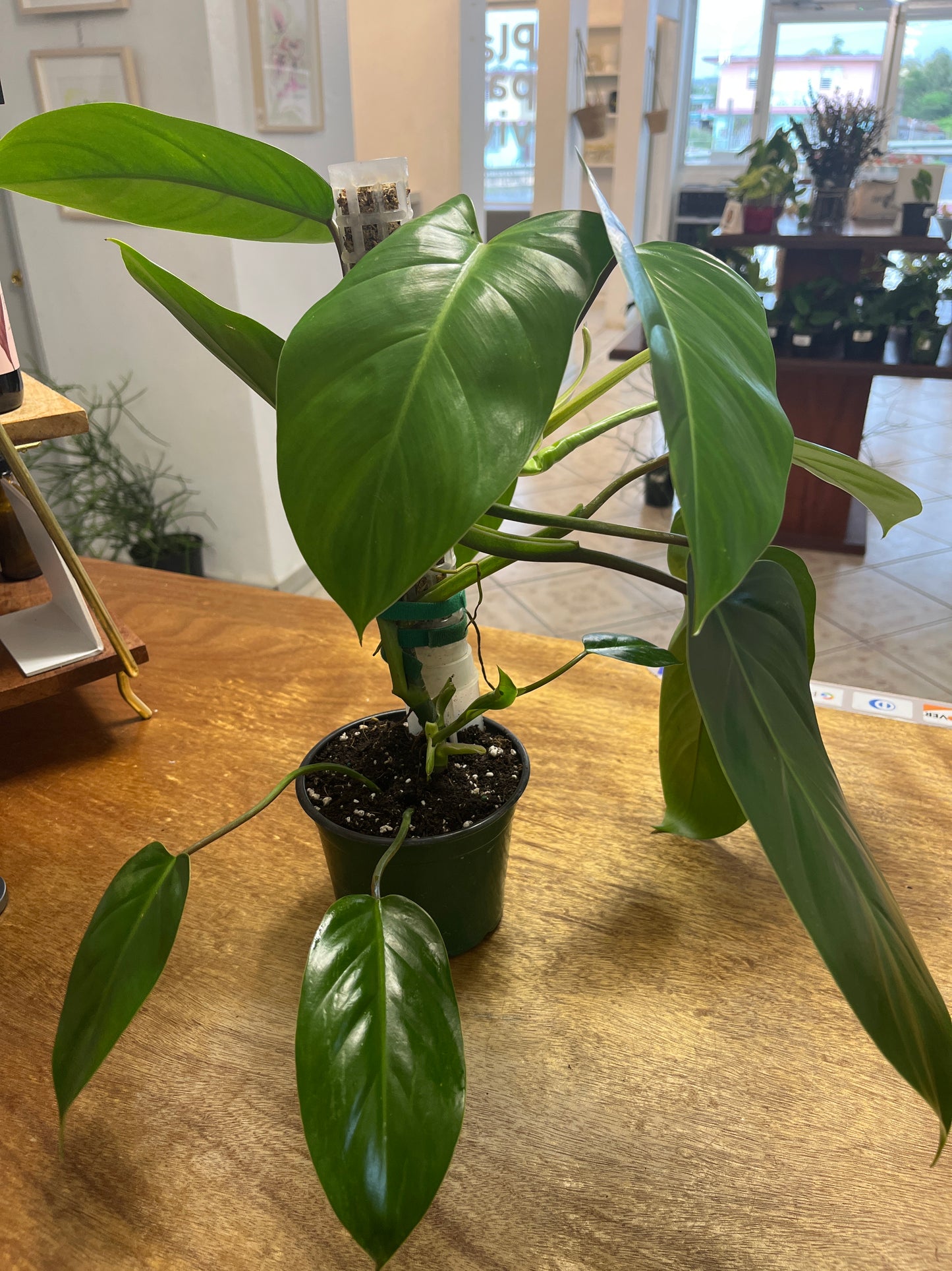 Philodendron Green Emerald