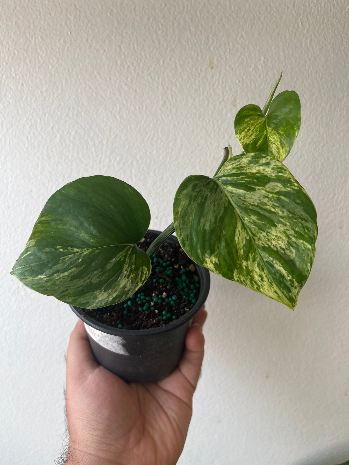 Potho Marble Queen 4”