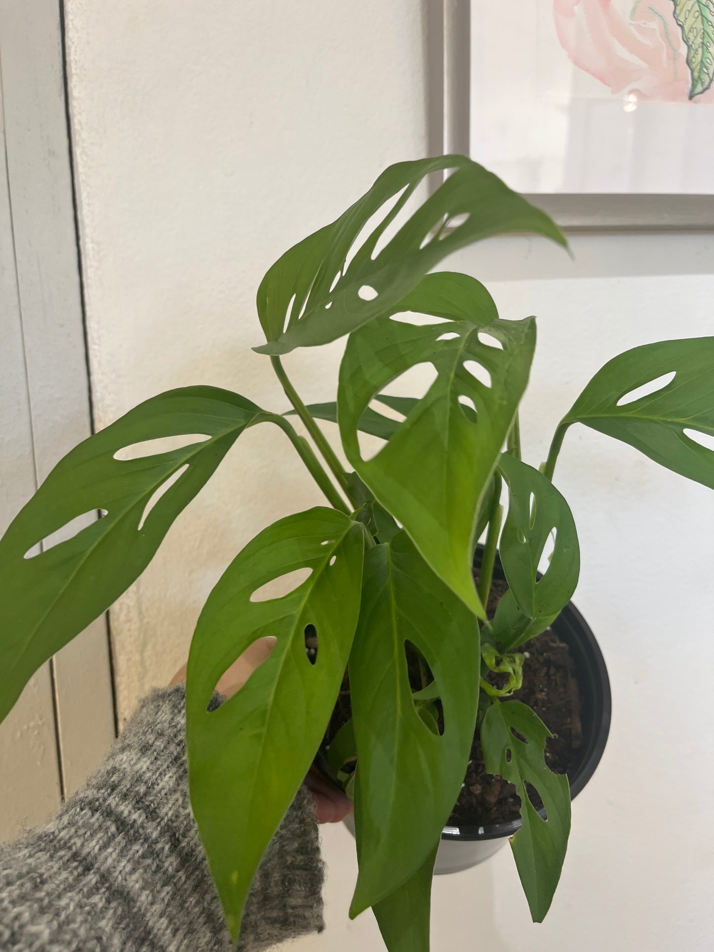 Monstera Arrow 6”