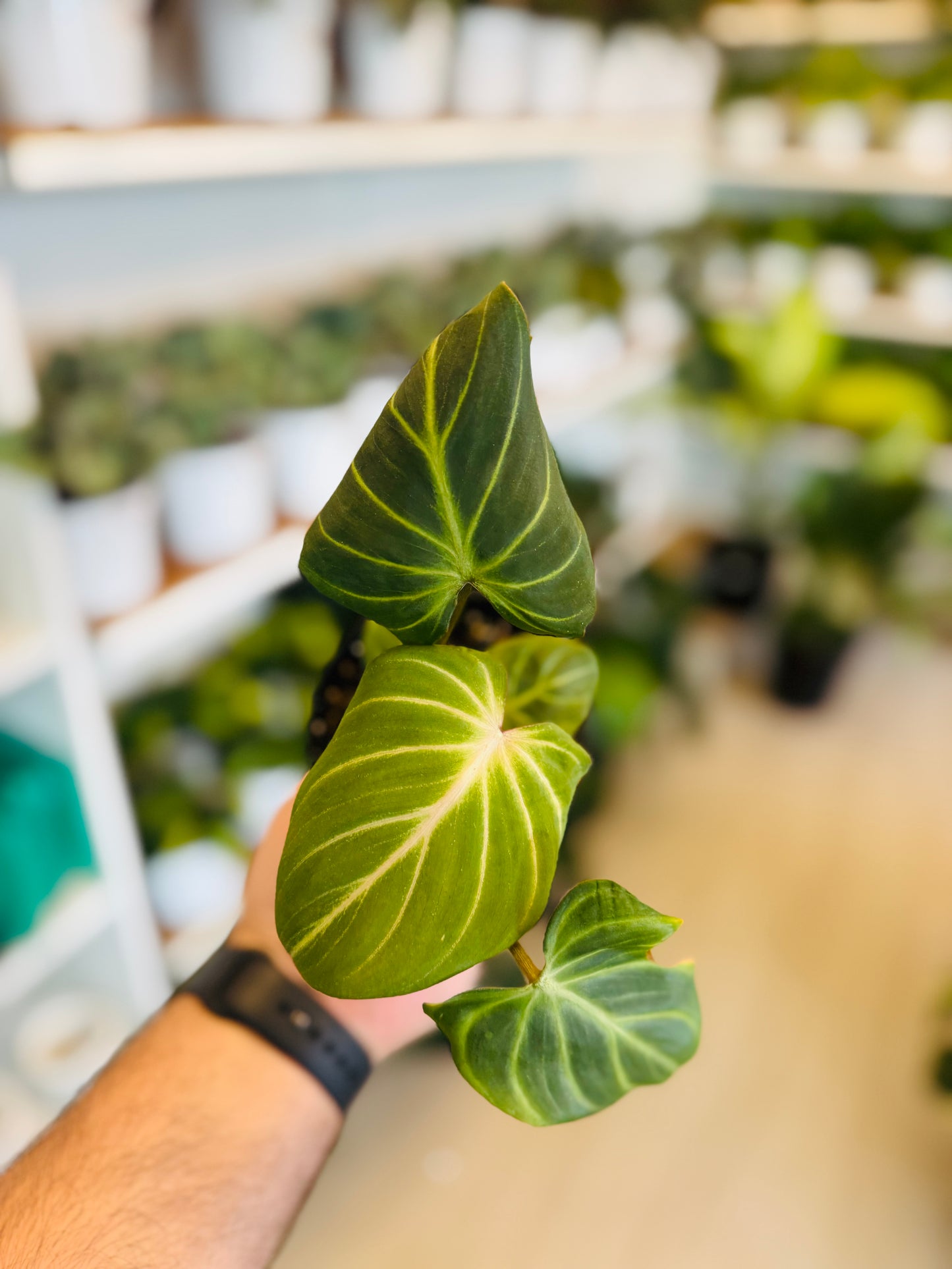 Philodendron Gloriosum