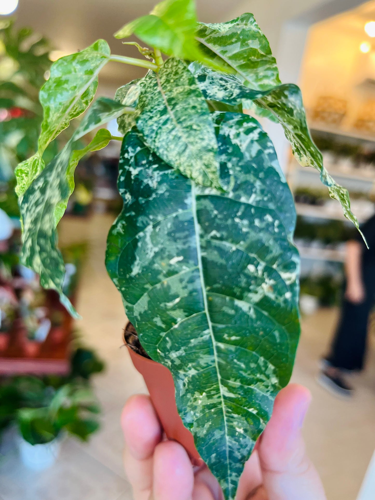 Ficus Elastica Cotton Color 3”