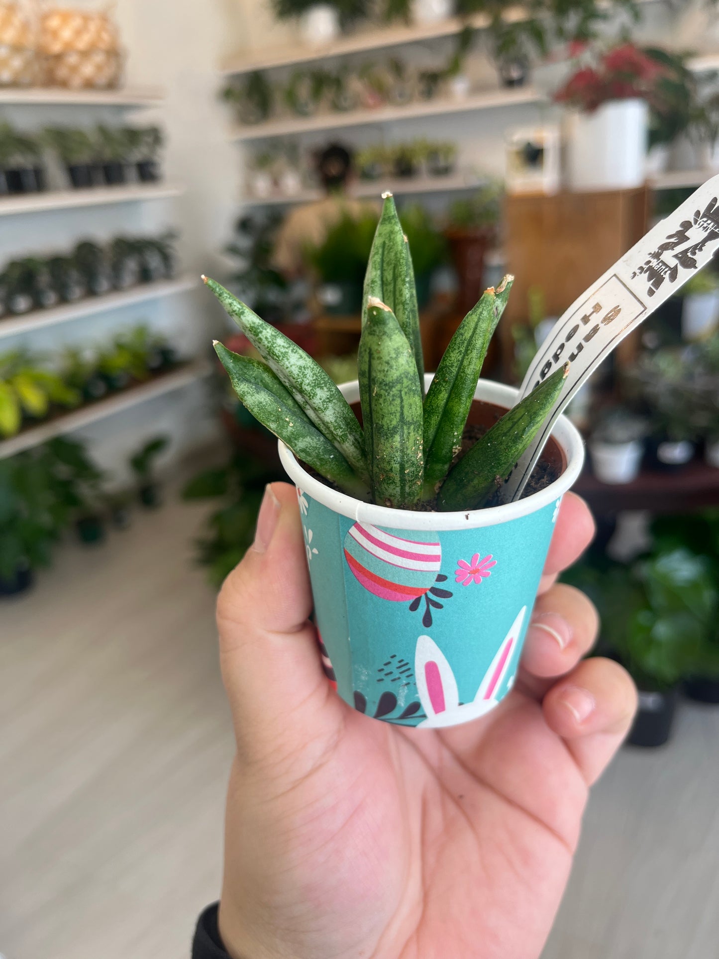 Sansevieria Hedgehog 2”