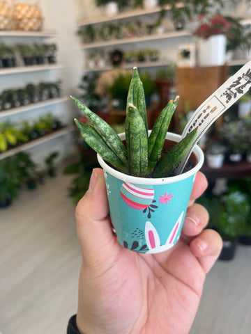 Sansevieria Hedgehog 2”