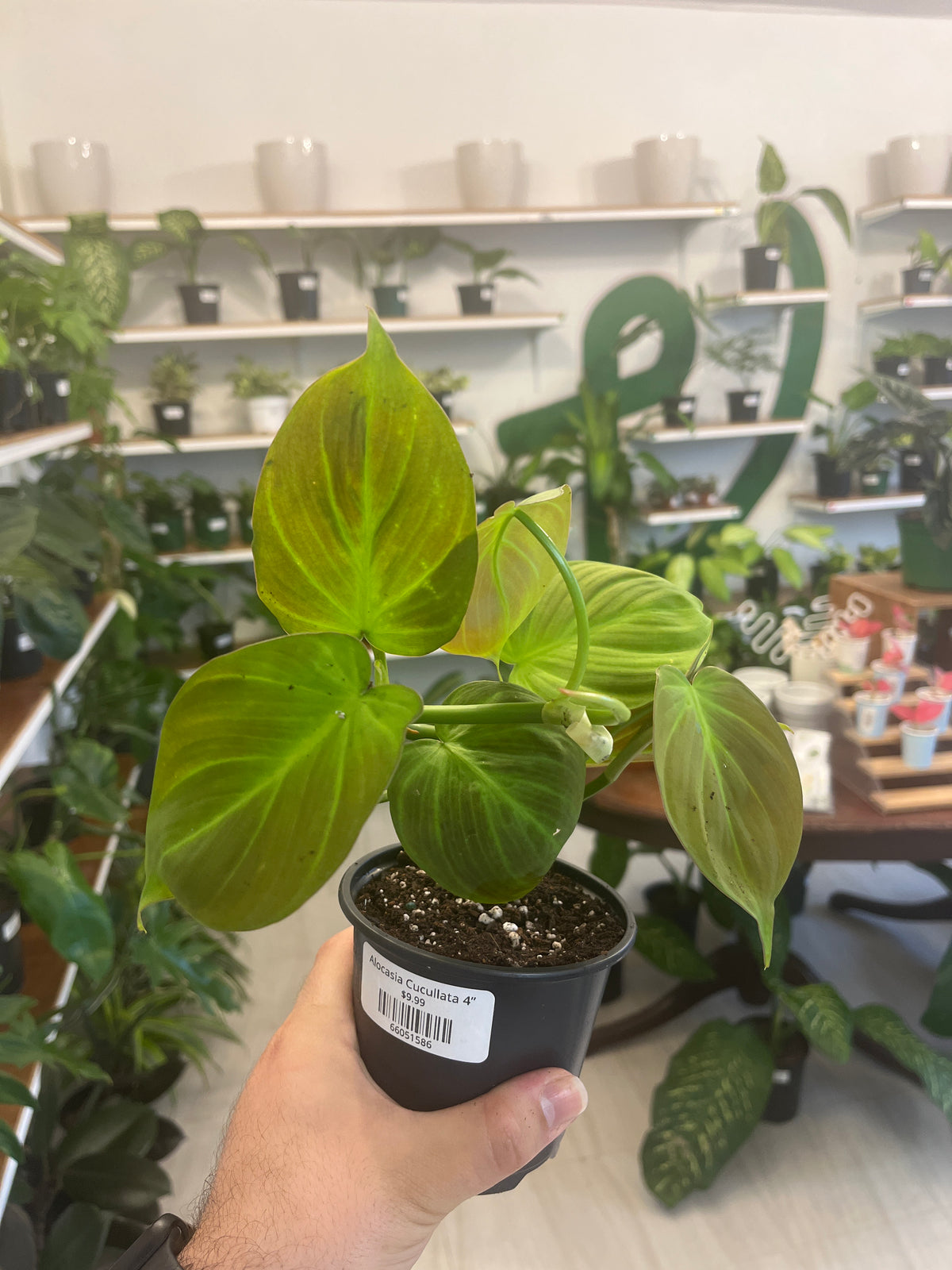 Philodendron Micans 3”