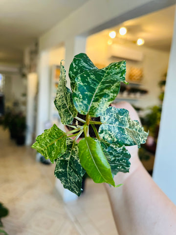 Ficus Elastica Cotton Color 3”