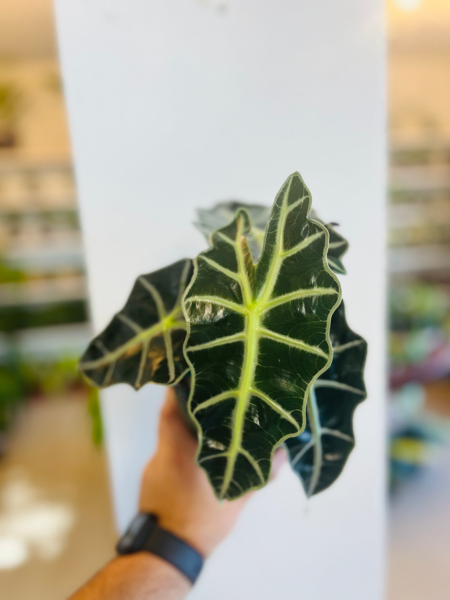 Alocasia Polly 6”