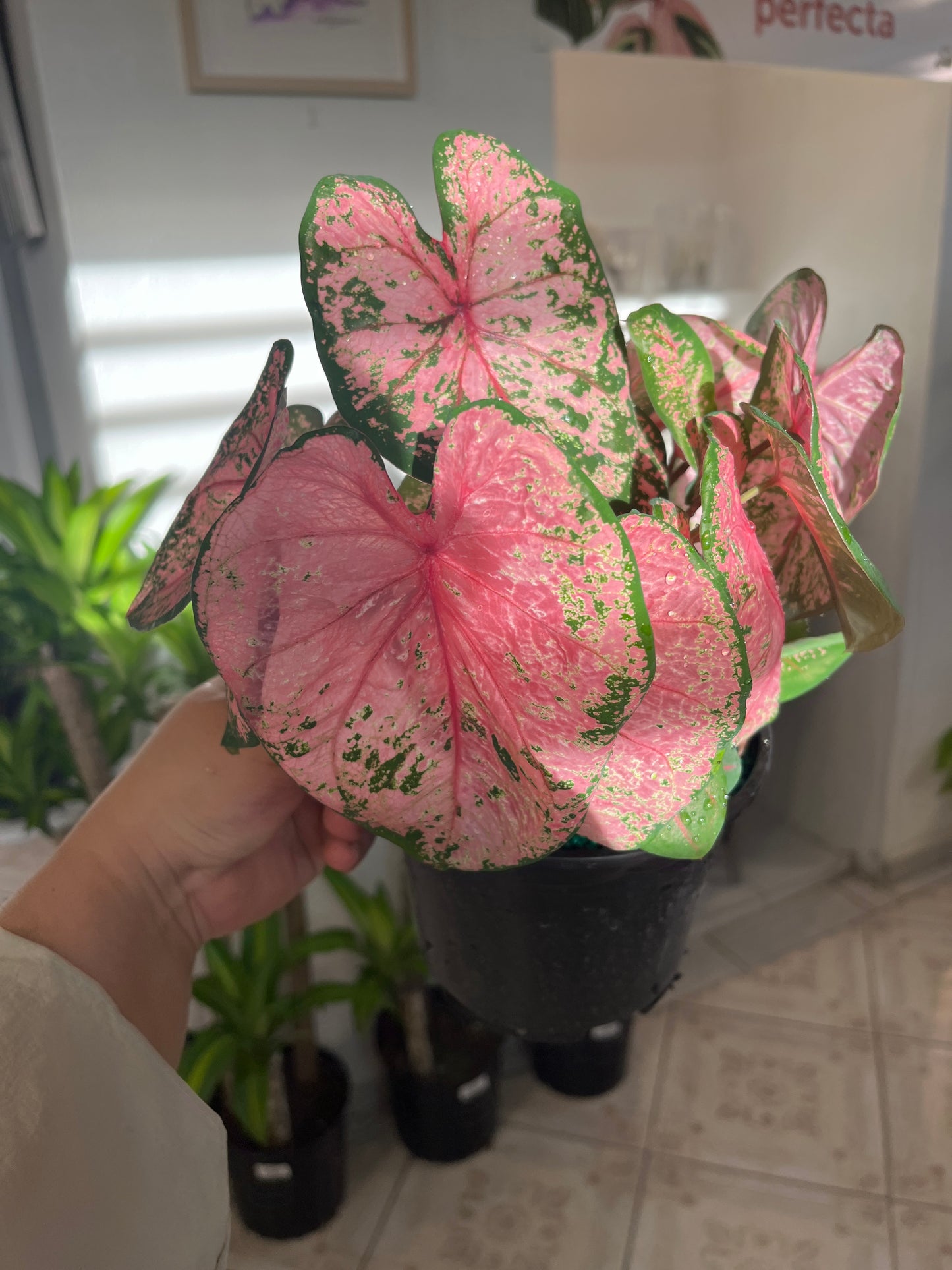 Caladium Beauty Pink 6”