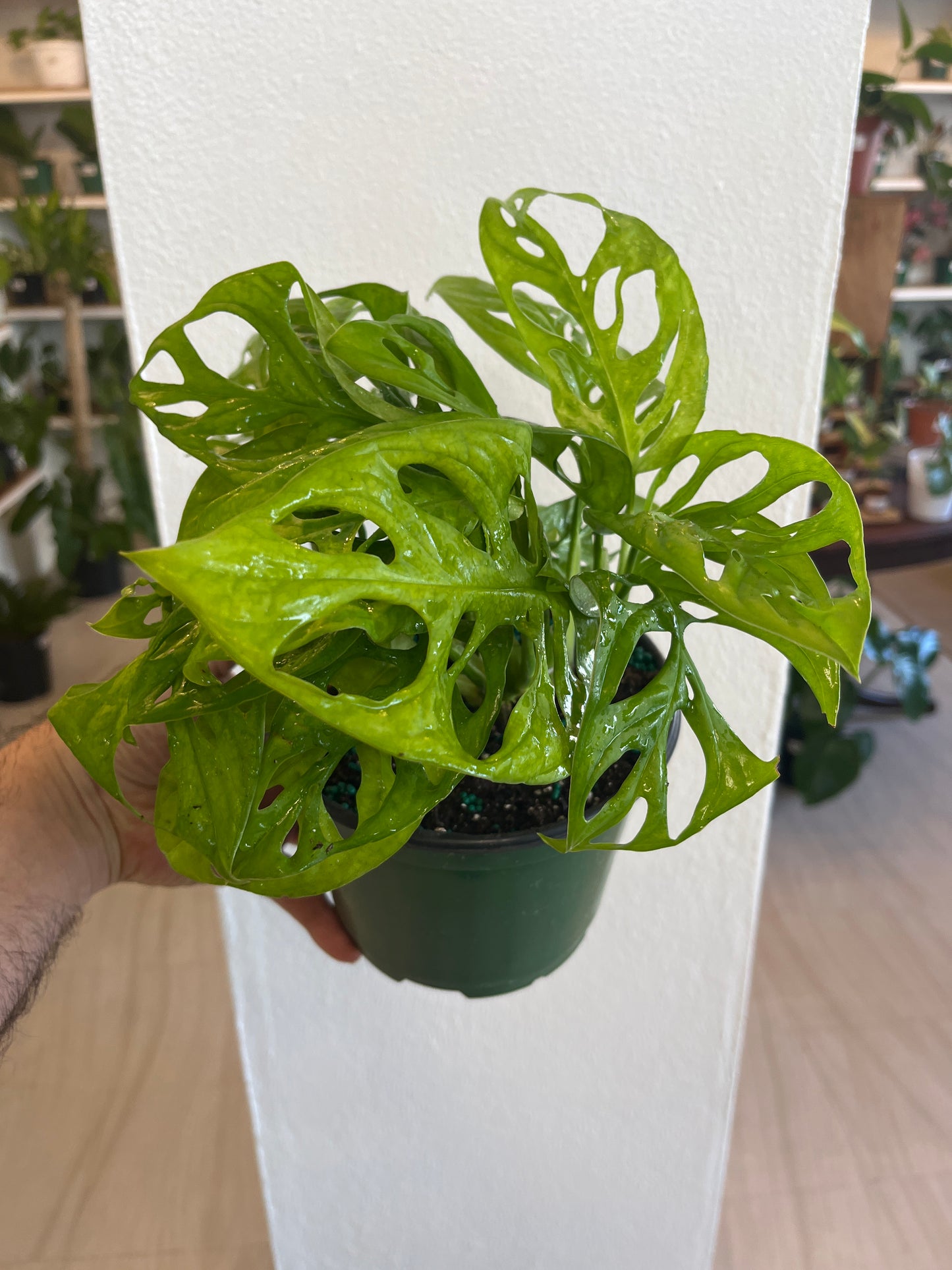 Monstera Arrow 6”