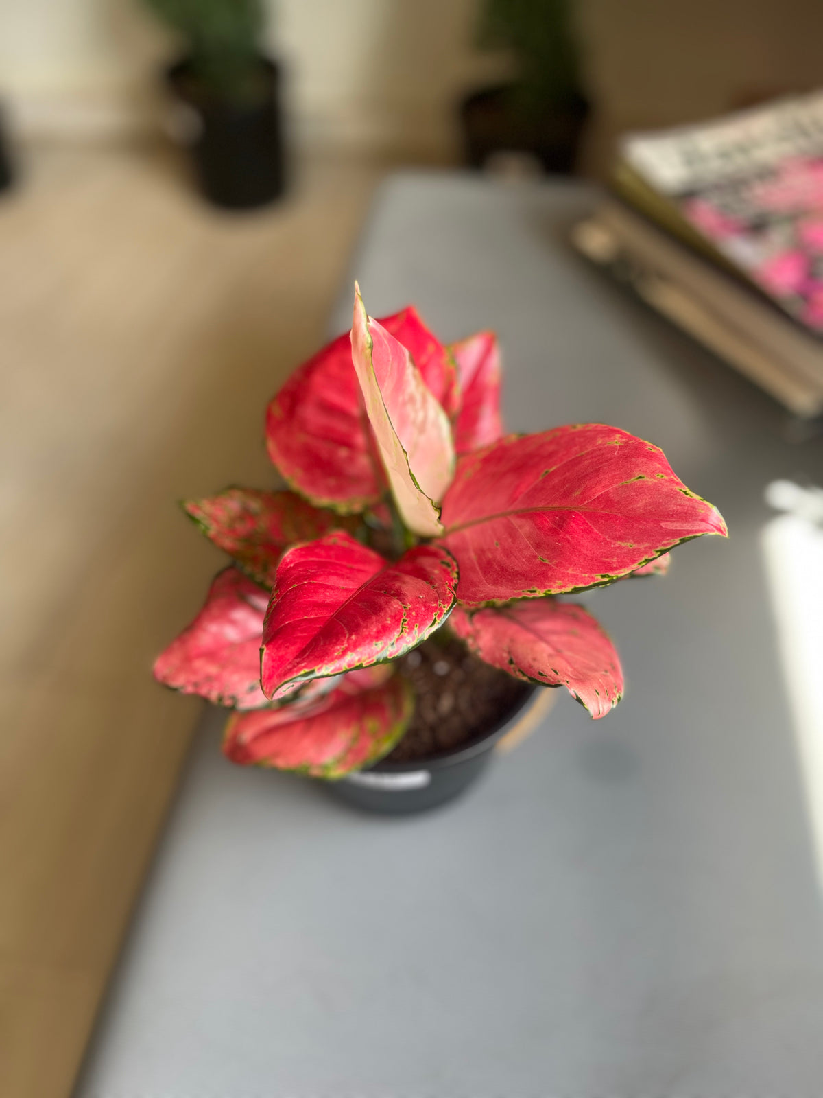 Aglaonema Red Joy 6”