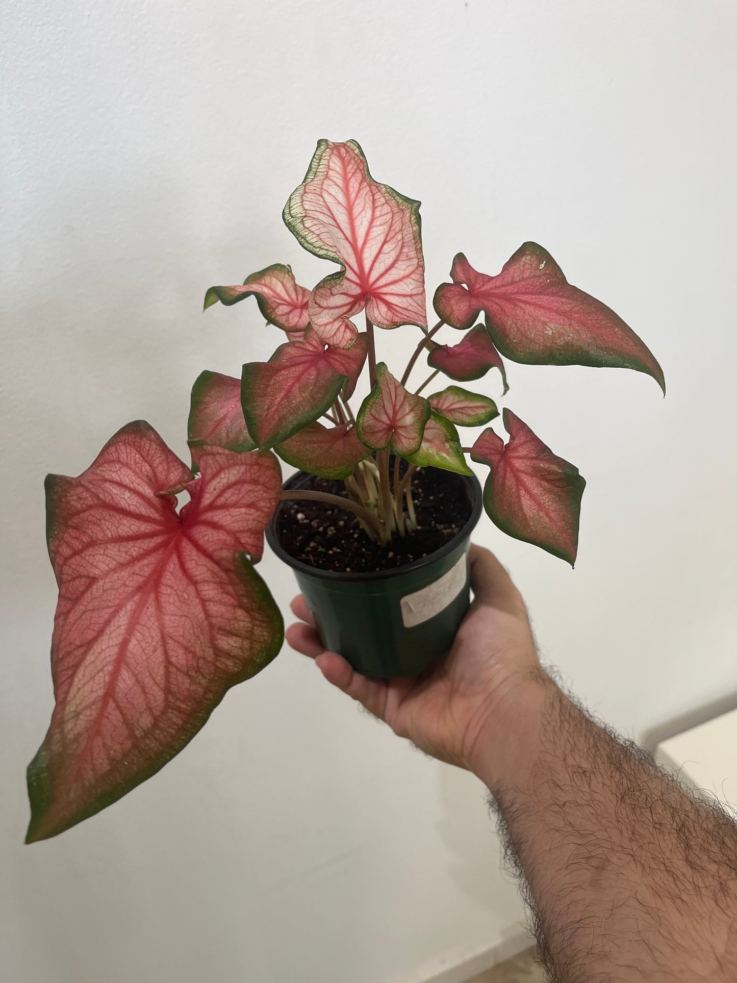 Caladium Lucia 5”