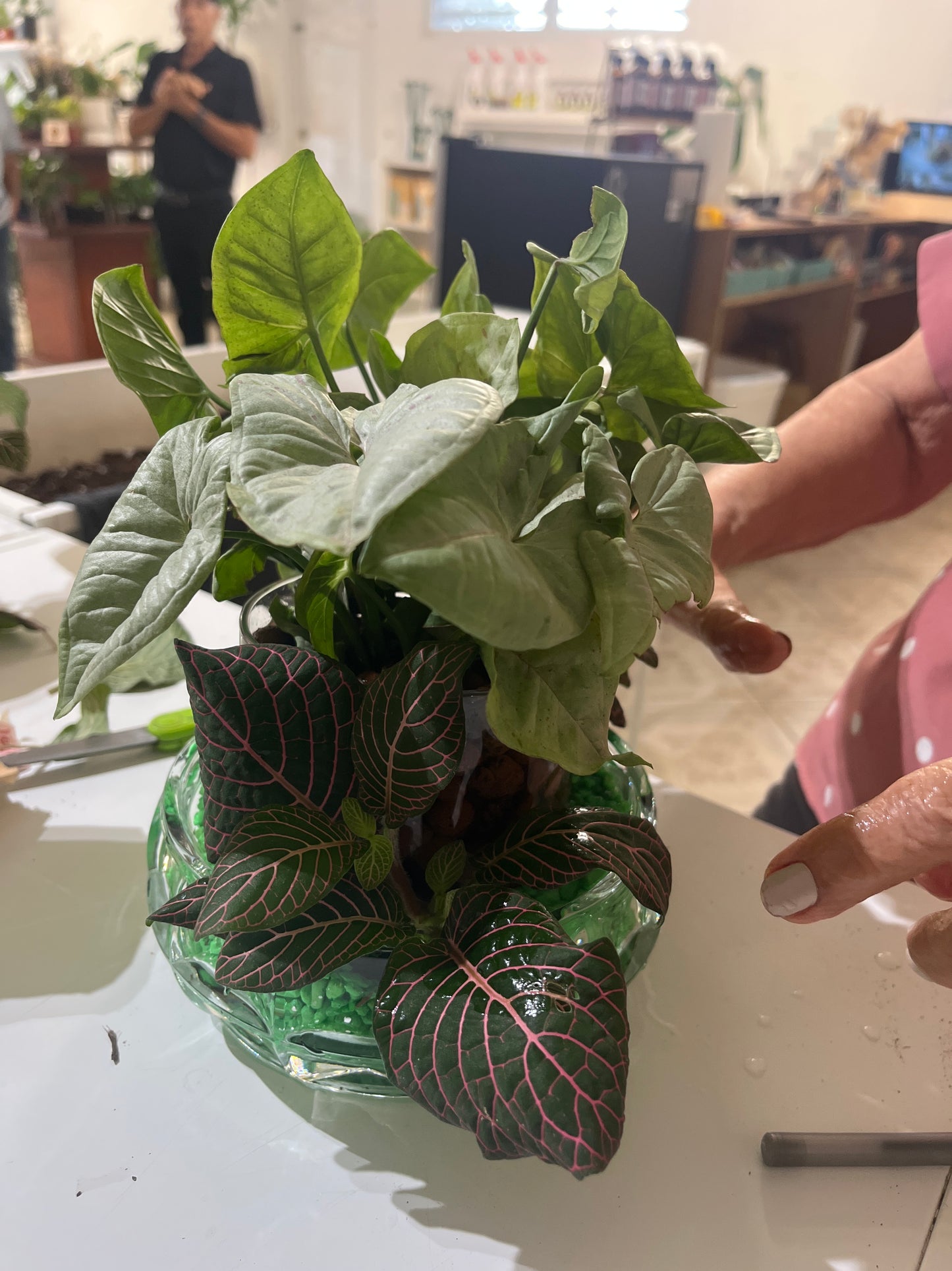 Syngonium Envase