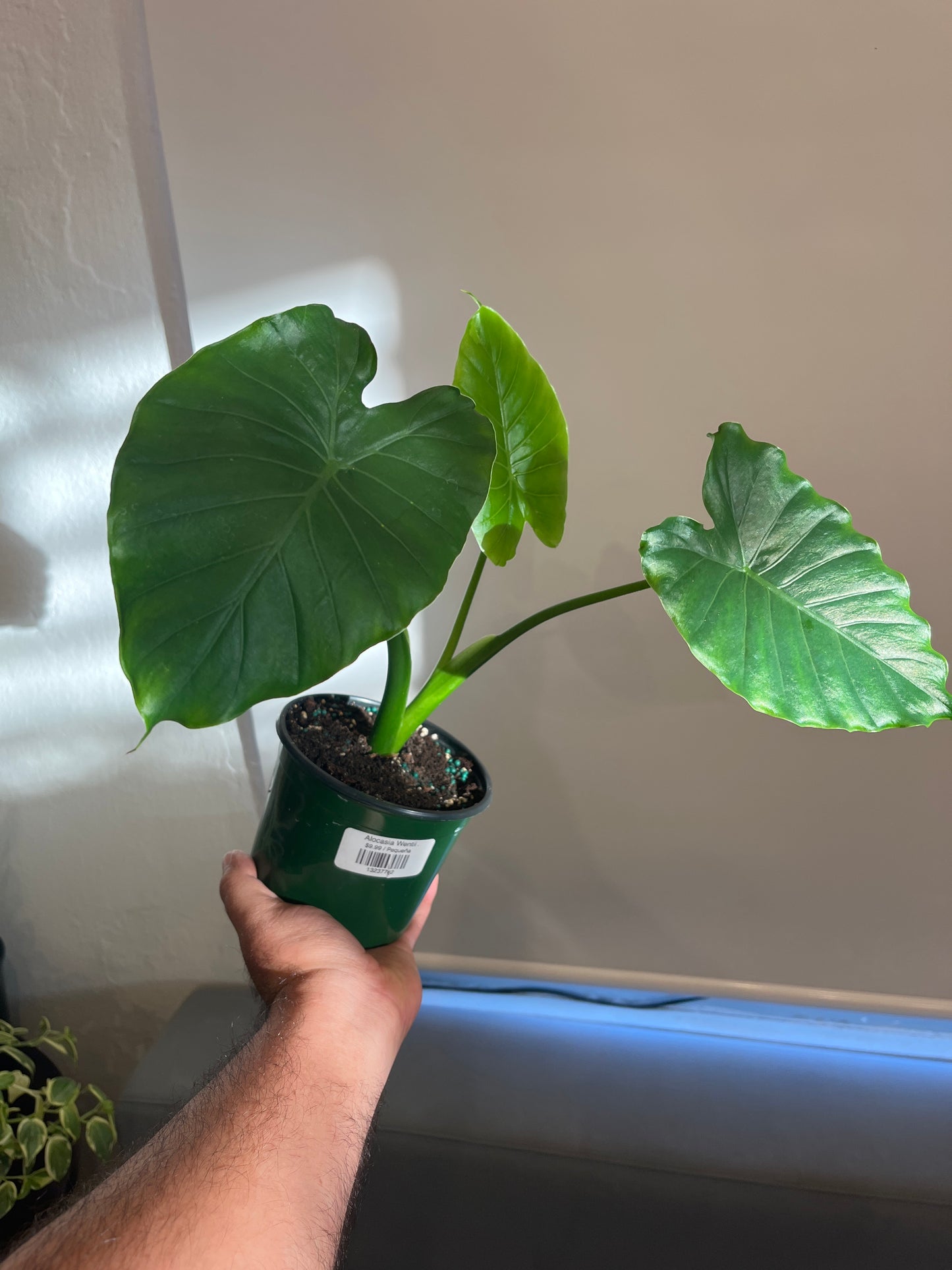 Alocasia Wentii 5”