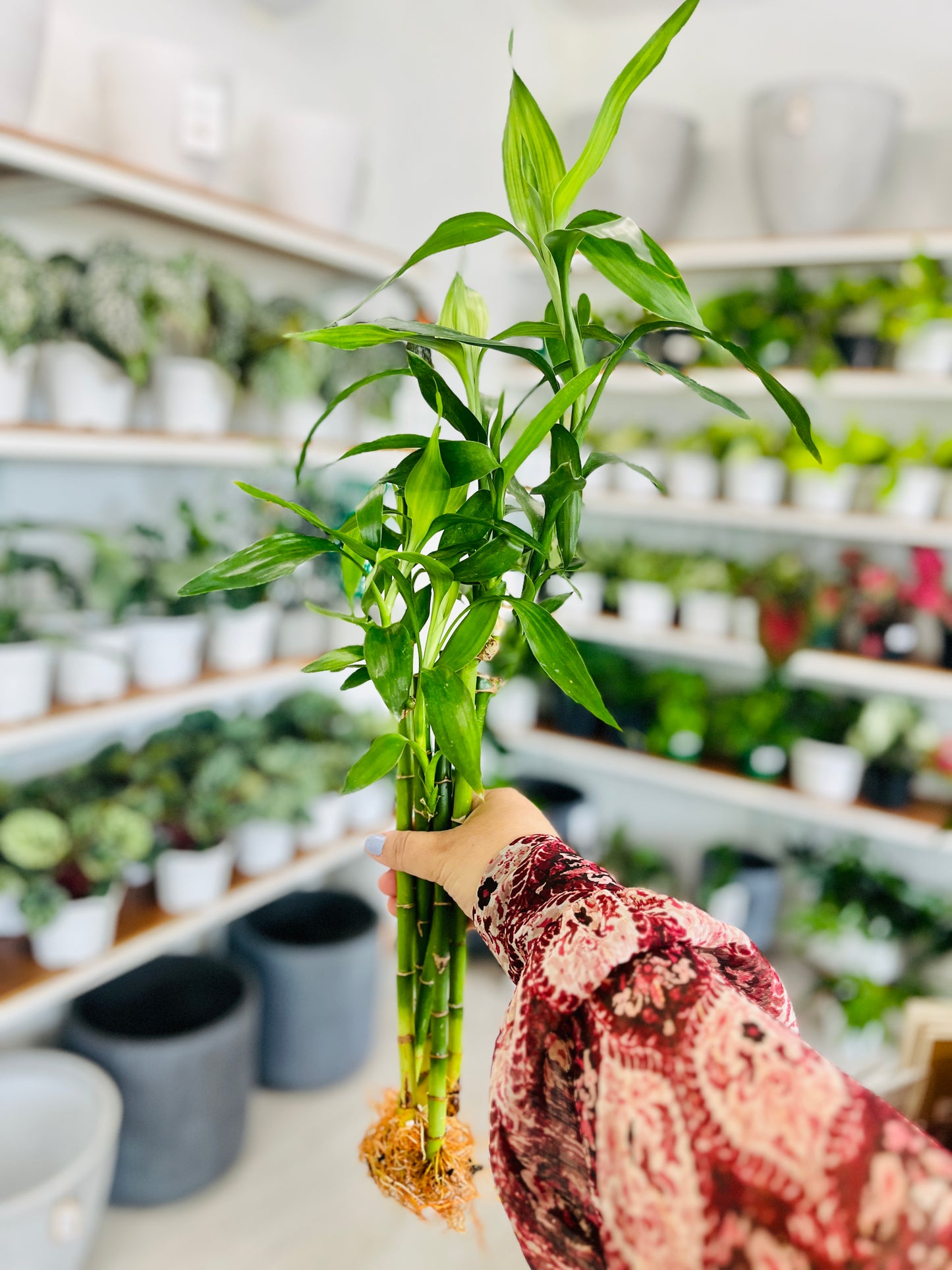 Lucky Bamboo individual en agua