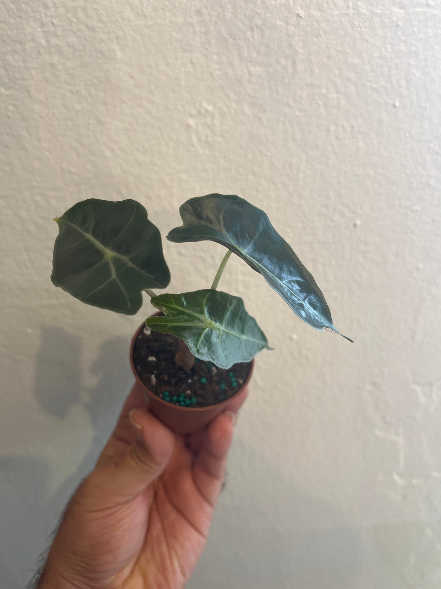 Alocasia Pink Dragon 2”