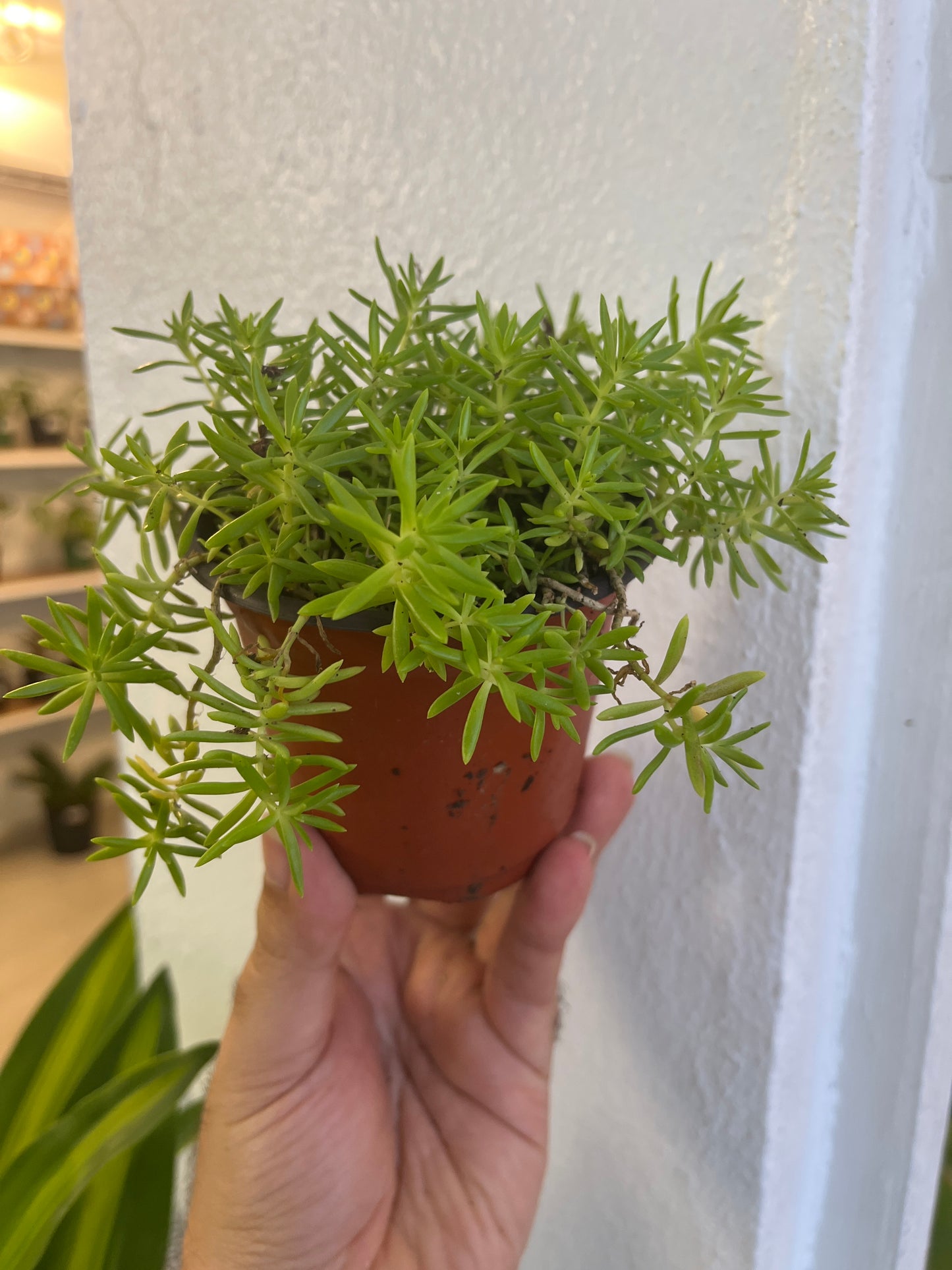 Sedum 4”