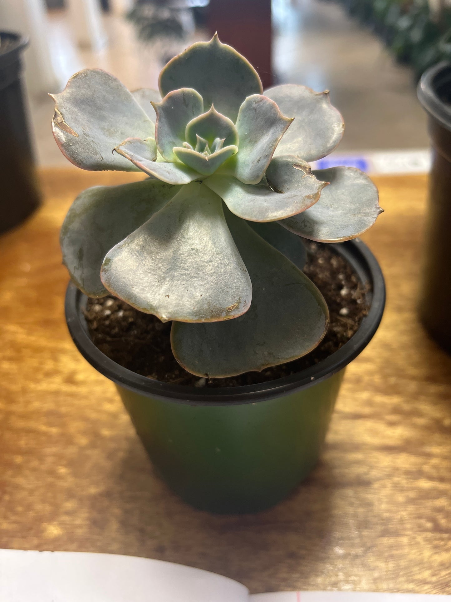 Echeveria Lilacina 4”