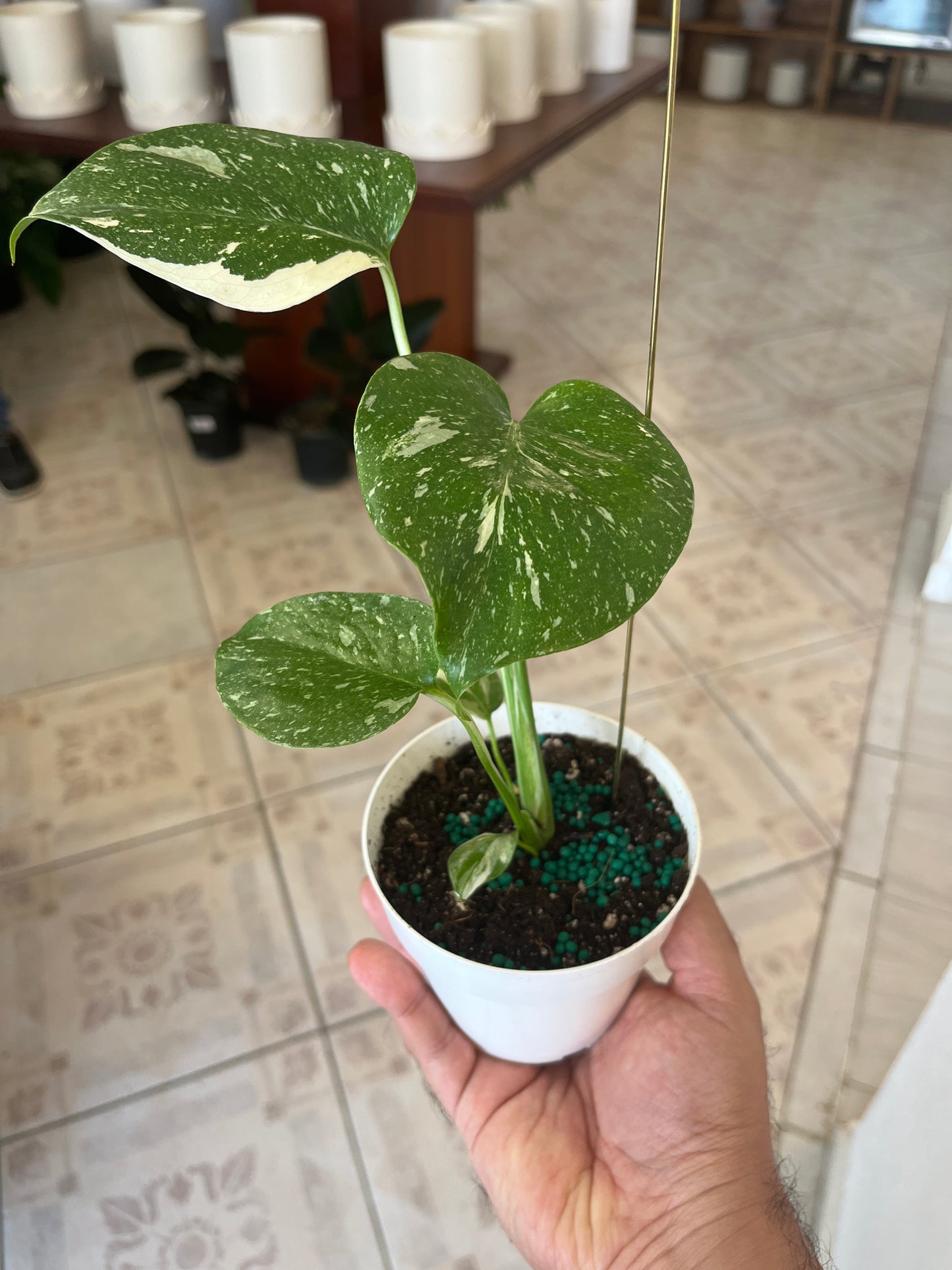 Monstera Thai Constellation 4”