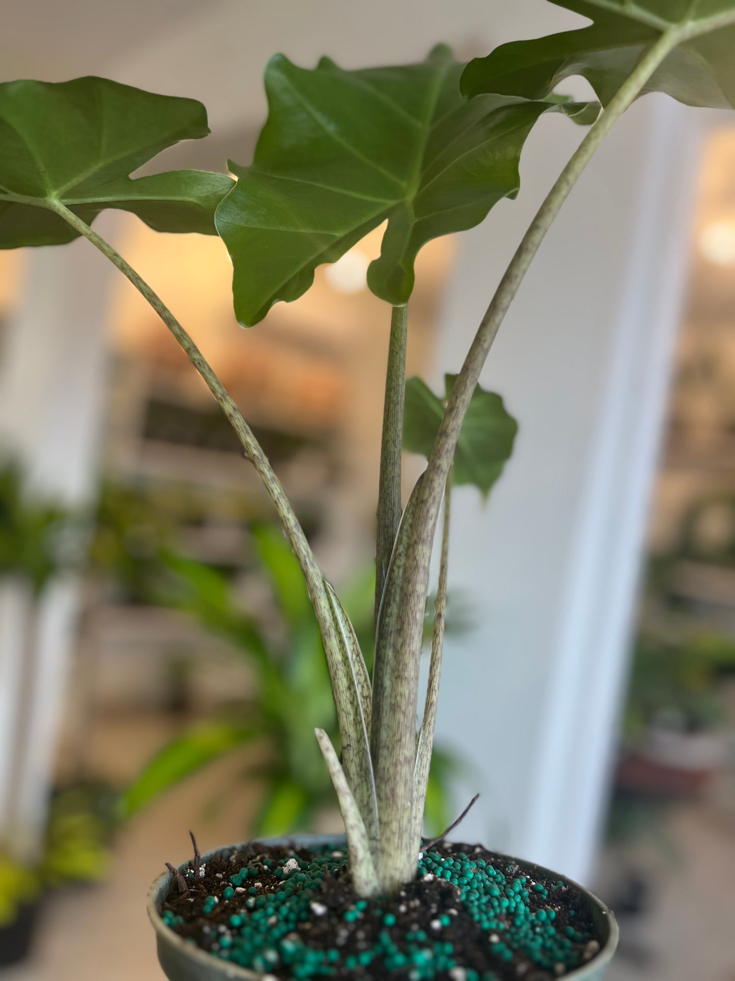 Alocasia Green Zebrina 6”