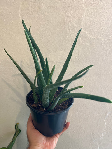 Aloe Vera (sábila) 6”