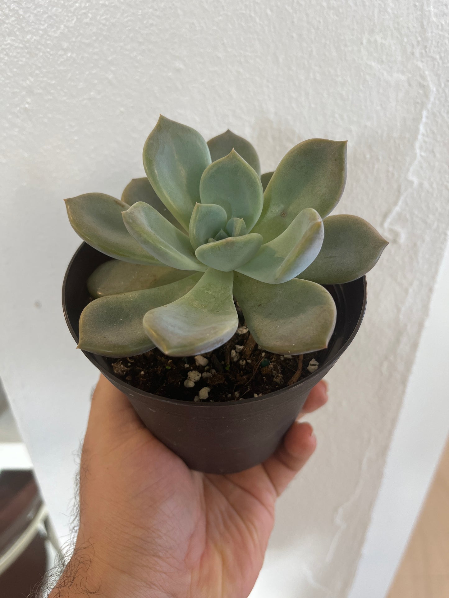 Echeveria Menina 4”