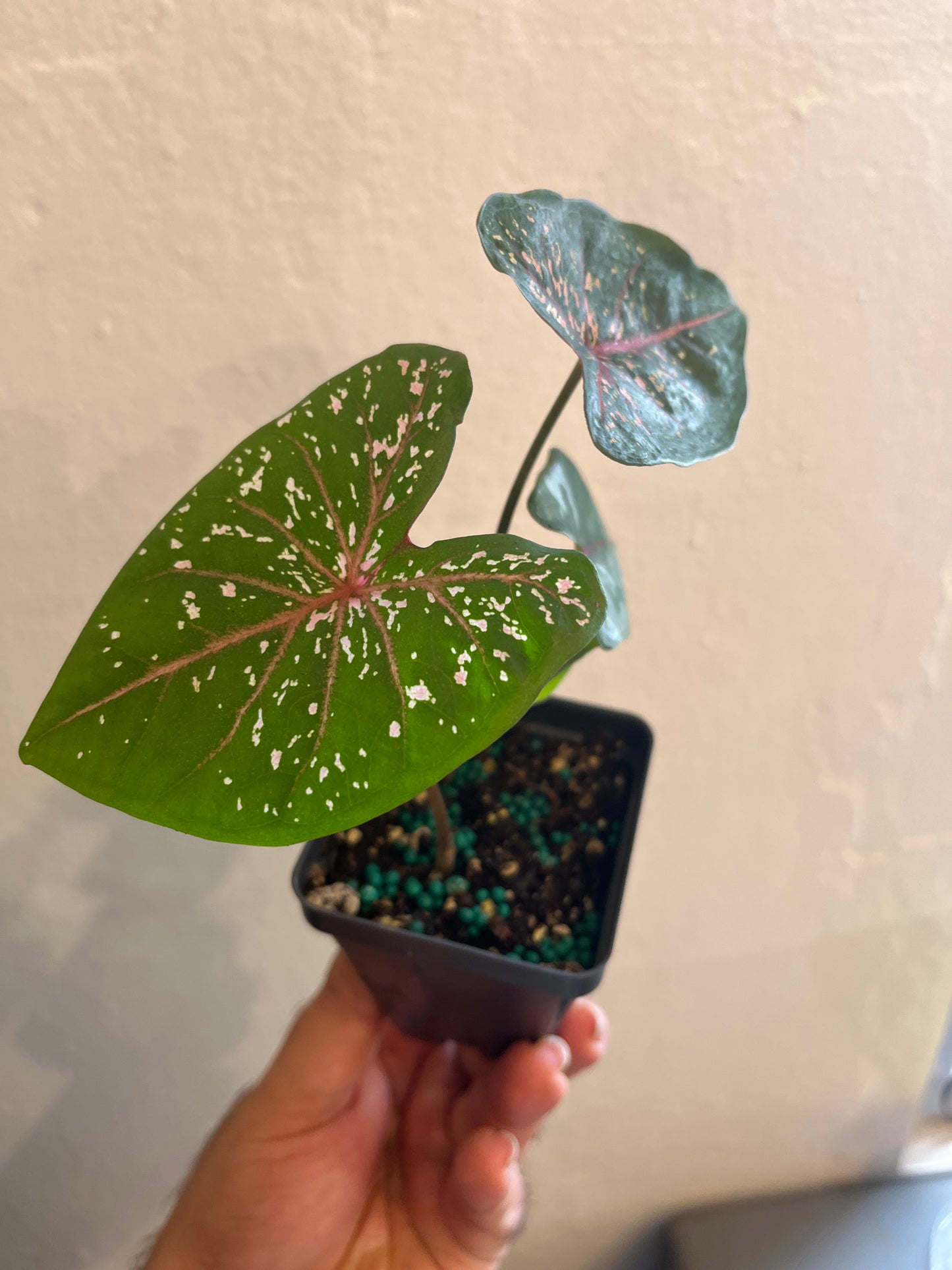 Caladium Carolyn Whorton 2”